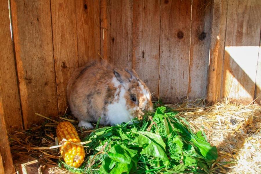 Beim Appertinger Villa Truchtlaching Exteriör bild